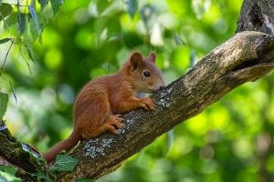 squirrel in tree