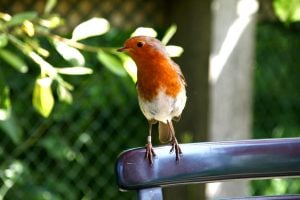 Bird watchers UK