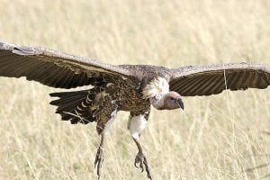 vulture spies