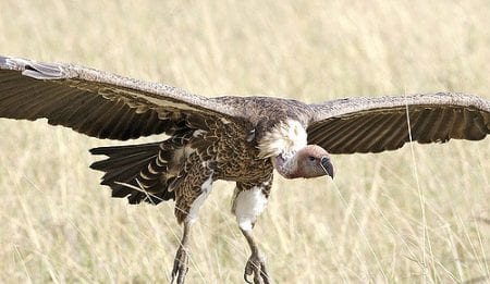 vulture spies