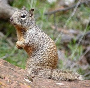 Squirrel spies