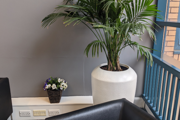 Decorative Plant Spy Camera