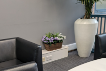 Decorative Plant Spy Camera thumbnail