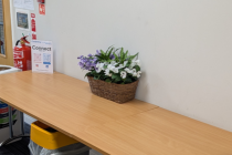 Decorative Plant Spy Camera thumbnail