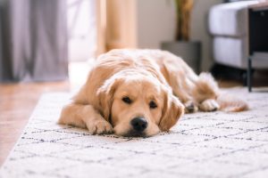 dog lying on the floor