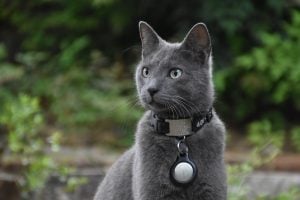 cat wearing an apple airtag