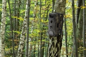 outdoor spy camera on tree in woods